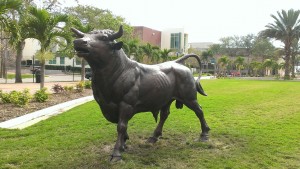 University of South Florida Giant Bull